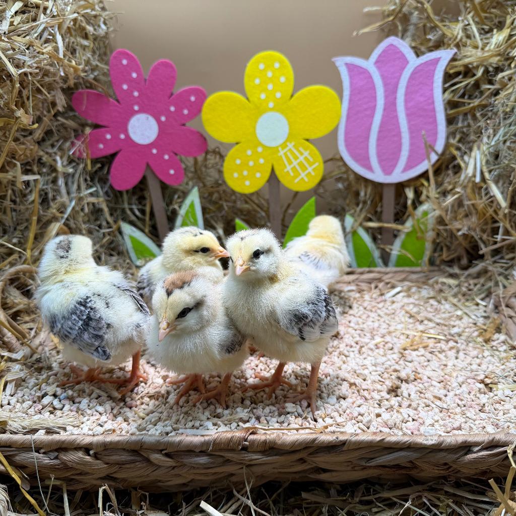 Jonge tamme Sussex kuikens gesekst & ingeënt, Dieren en Toebehoren, Pluimvee, Vrouwelijk, Kip