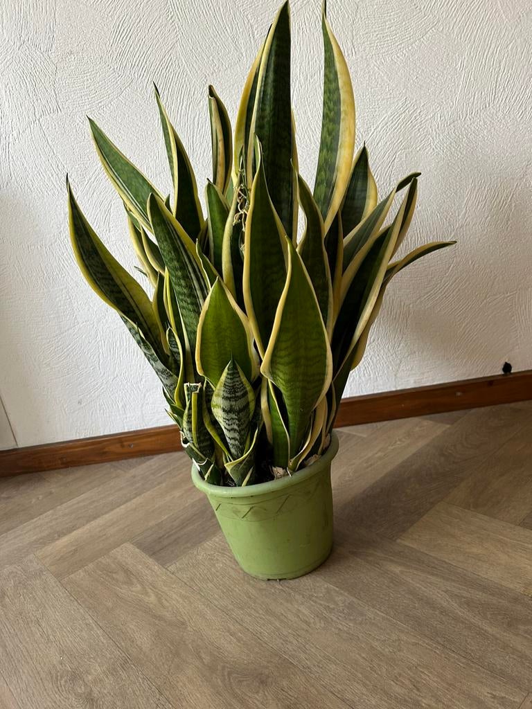 Sansevieria plant, Huis en Inrichting, Kamerplanten, Ophalen, Halfschaduw, Minder dan 100 cm