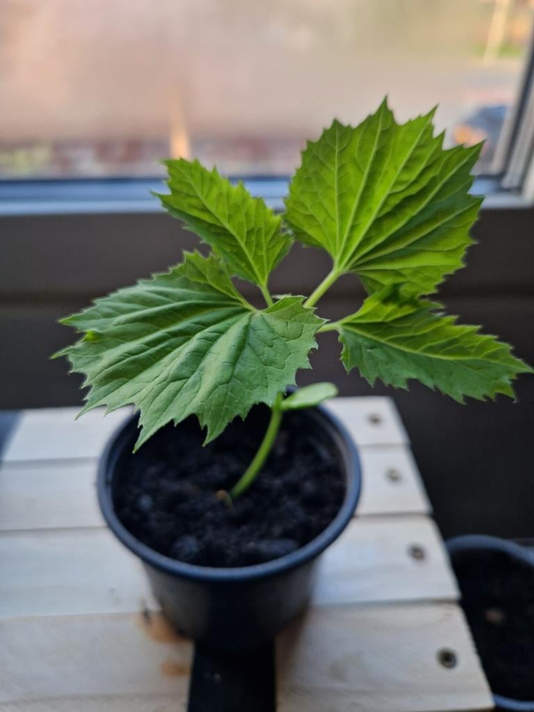 Sopropo plantjes, Ophalen