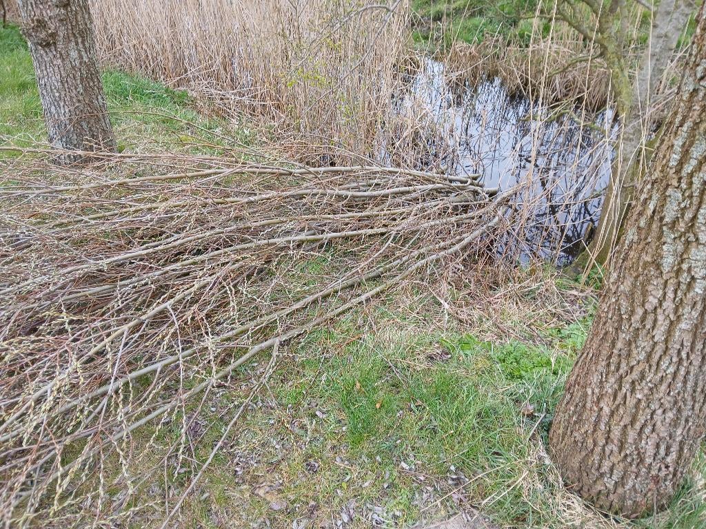 wilgenstaken, Tuin en Terras, Ophalen, 200 cm of meer, Nieuw, 200 cm of meer