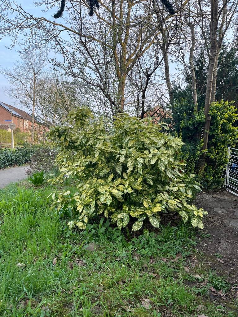 Gevlekte Laurierkers (Aucuba japonica 'Variegata'), Ophalen, Laurier, Struik, 100 tot 250 cm