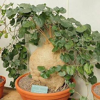 Pyrenacantha Malvifolia zeldzame caudex, Ophalen of Verzenden, Halfschaduw, Minder dan 100 cm