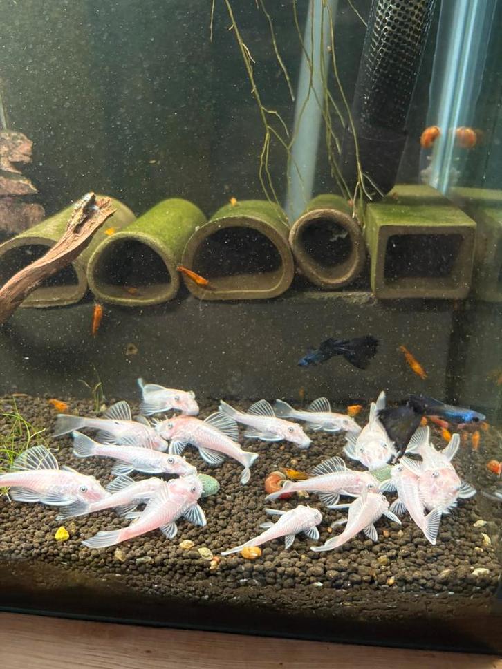 L-soorten te koop (algeneters), Vis, Zoetwatervis