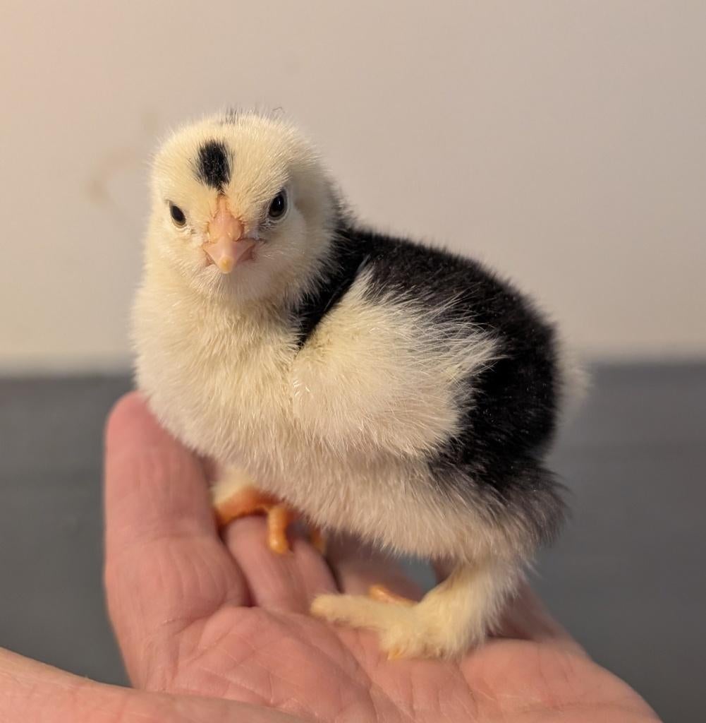 5 brahma kuikens  van  28-3, Geslacht onbekend, Kip