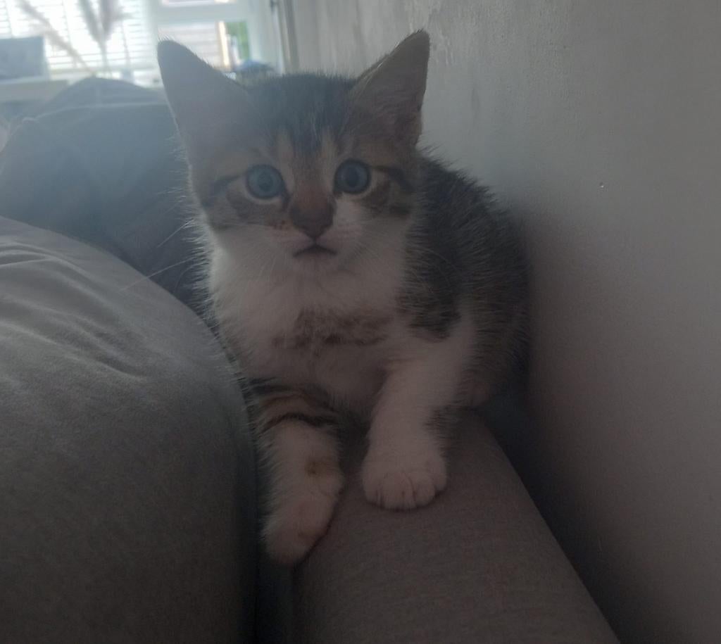 Mooiste kittens, Meerdere dieren, Kortharig, 0 tot 2 jaar