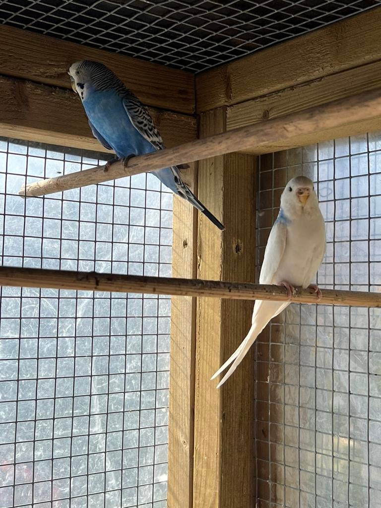 Koppel overjarige parkieten, Dieren en Toebehoren, Vogels | Parkieten en Papegaaien, Meerdere dieren, Parkiet, Tam