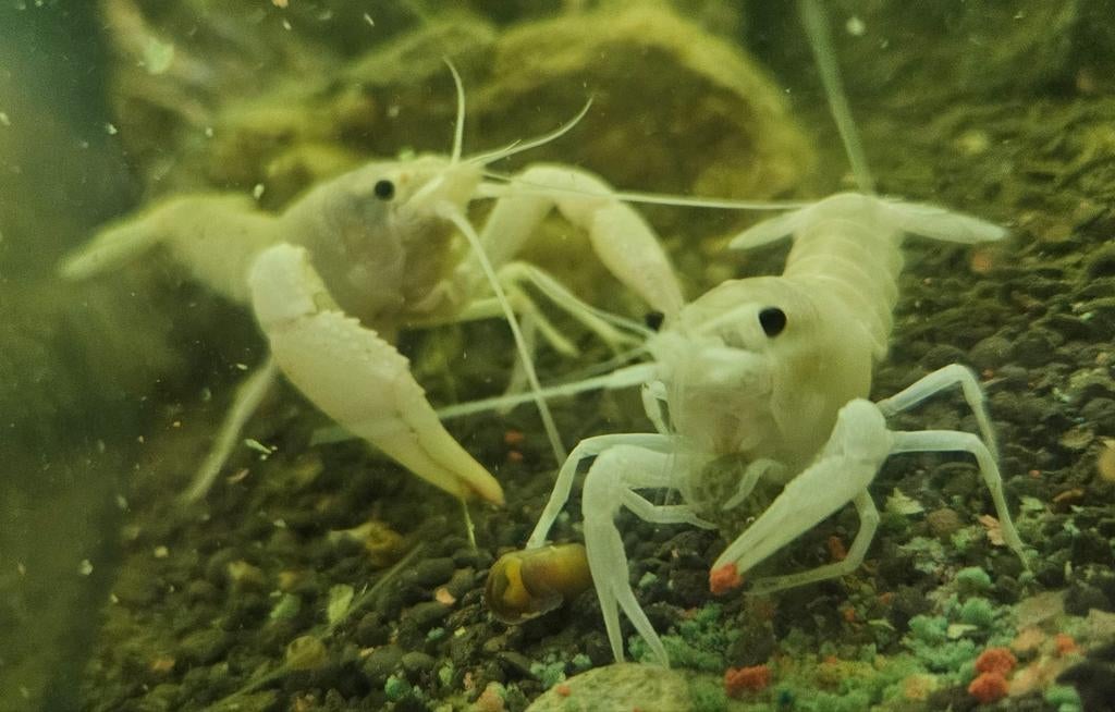 Witte aquarium kreeften, Procambarus, extra lage prijs, Vis, Zoetwatervis
