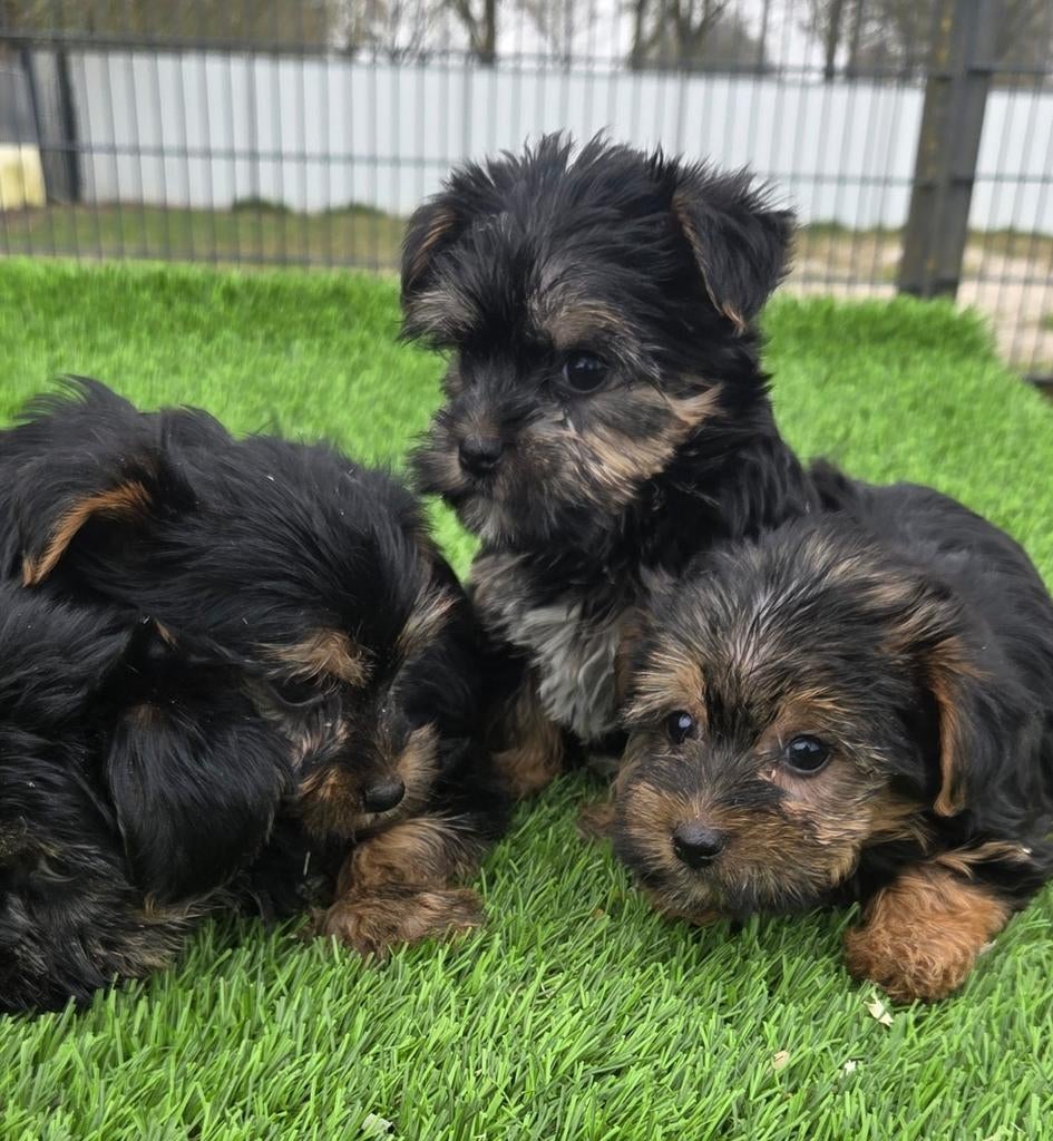 Te koop leuke mini Yorkshire Terriër pups, Dieren en Toebehoren, Nederland, 8 tot 15 weken, Meerdere, Meerdere dieren