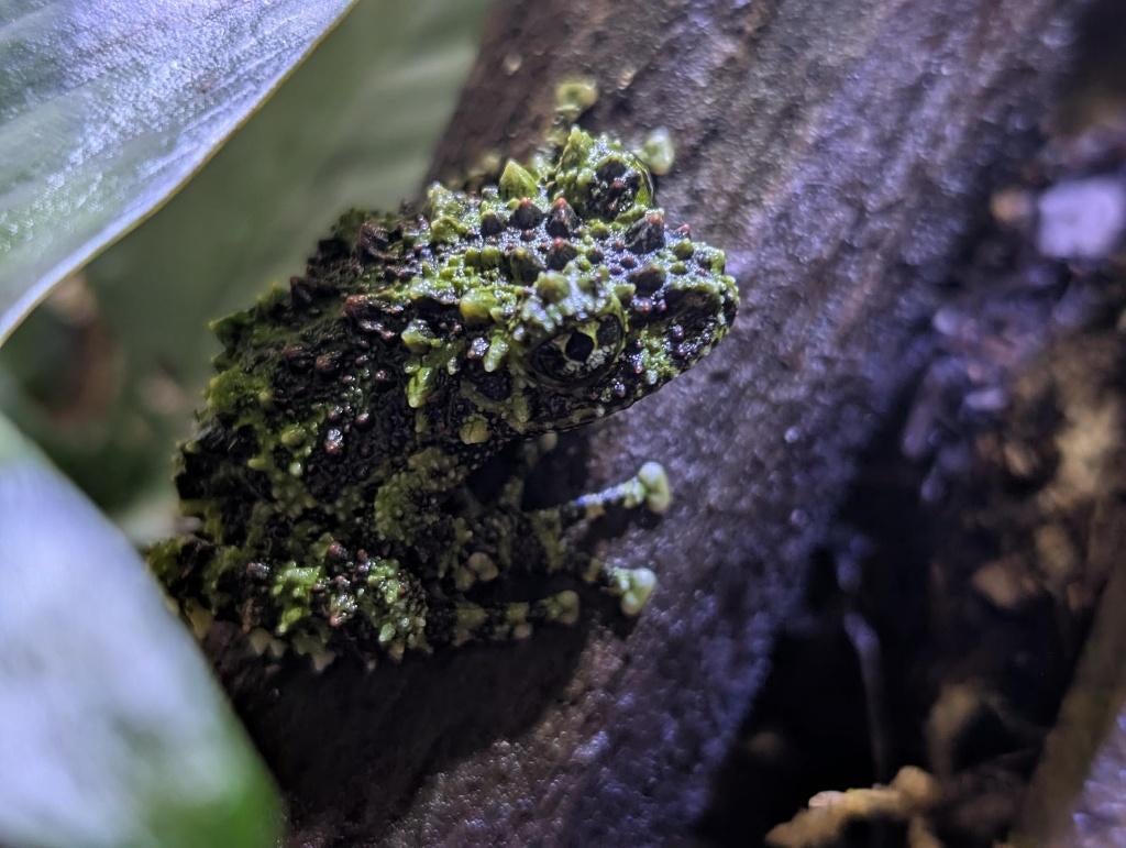 Dendrobates, Phyllobates en meer!, Dieren en Toebehoren, Reptielen en Amfibieën, Amfibie, 0 tot 2 jaar