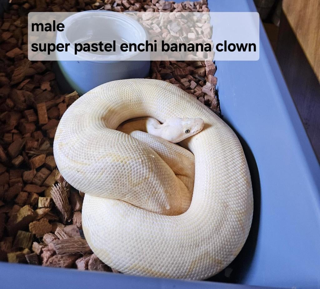 Python reguis Reticulated Python - unknown for sale from reptile900