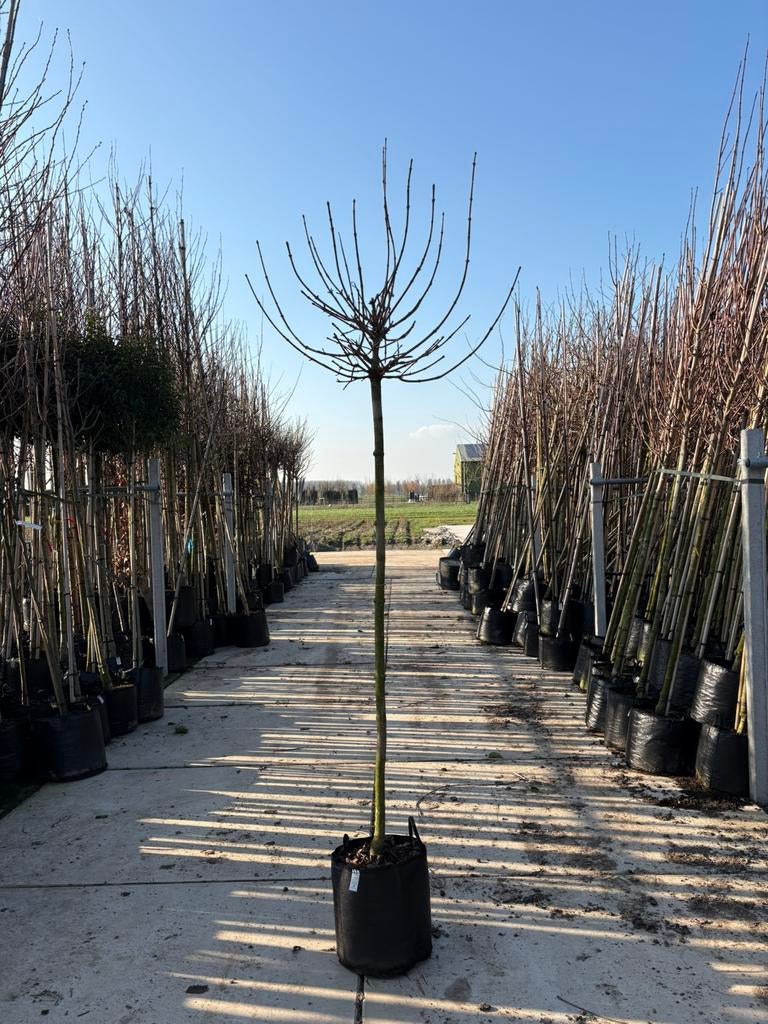 Acer platanoides ‘Globosum’ Bolesdoorn op stam Scherpe prijs, 100 tot 250 cm, Ophalen, Volle zon, In pot