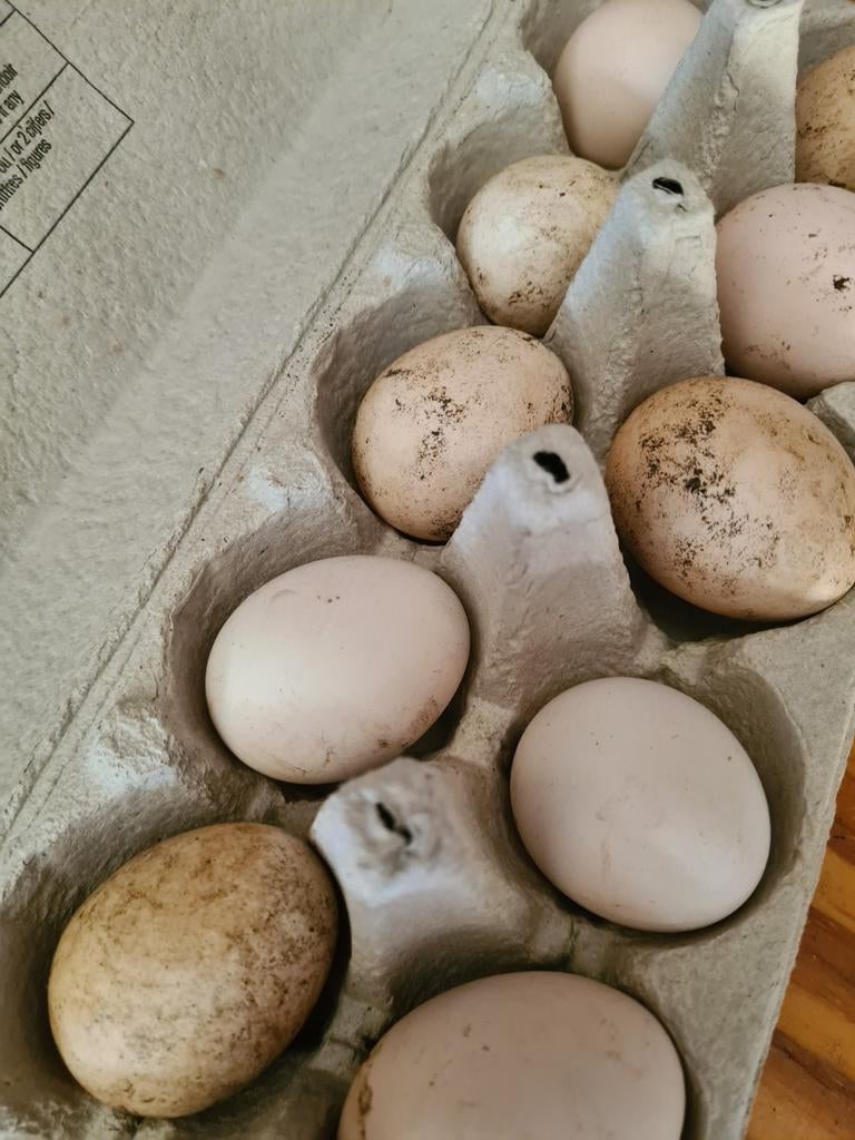 Ukkelse baardkriel broedeieren, Dieren en Toebehoren, Geslacht onbekend, Kip