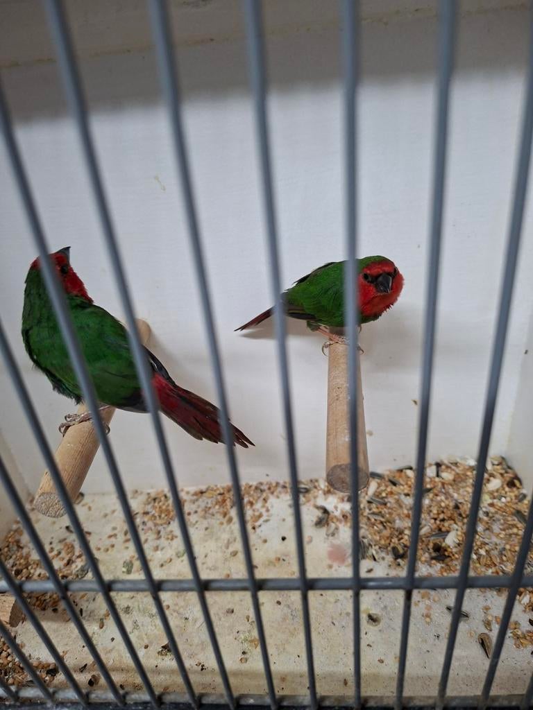 Koppel roodkop papegaai amedine, Meerdere dieren, Parkiet