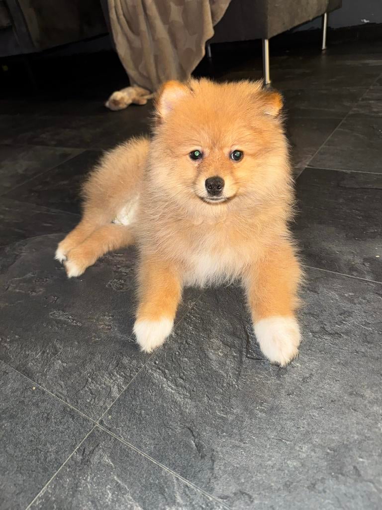 Pomeriaan Reu, Dieren en Toebehoren, Honden | Niet-rashonden, 15 weken tot 1 jaar, Reu, CDV (hondenziekte), Eén hond