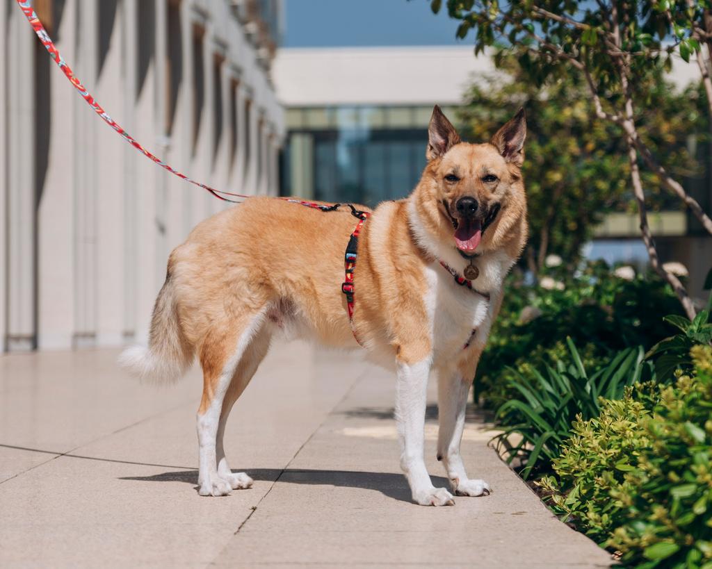 Coiro een asielhond, zoekt een familie, Dieren en Toebehoren, Honden | Niet-rashonden, Particulier, Reu, Eén hond, Parvo