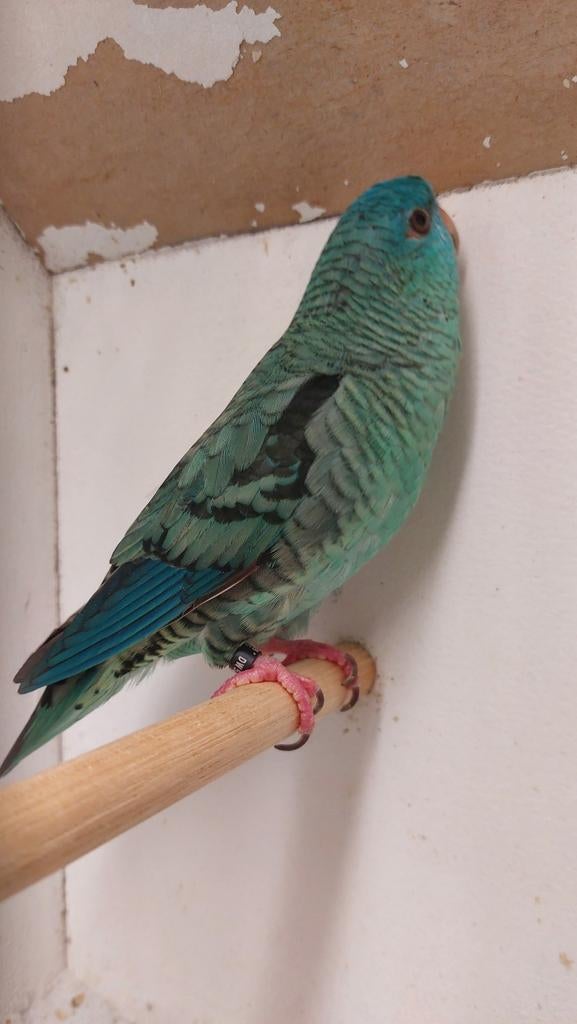 Catharina parkiet  man 2025, Mannelijk, Parkiet, Geringd