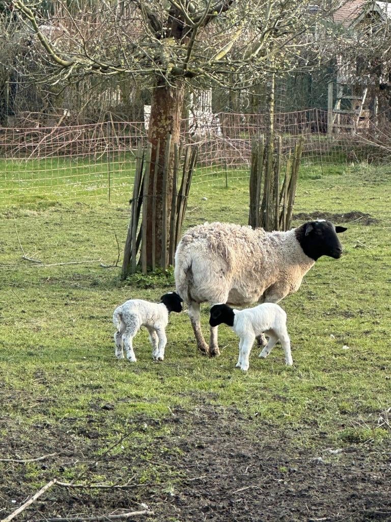 Gekocht dorper ooilammeren, Vrouwelijk, Schaap, 0 tot 2 jaar