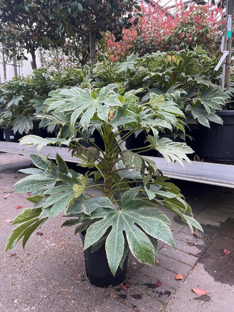 Bonte Fatsia, vingerplant €34,95, Tuin en Terras, Overige soorten, Vaste plant, Ophalen of Verzenden, Bloeit niet