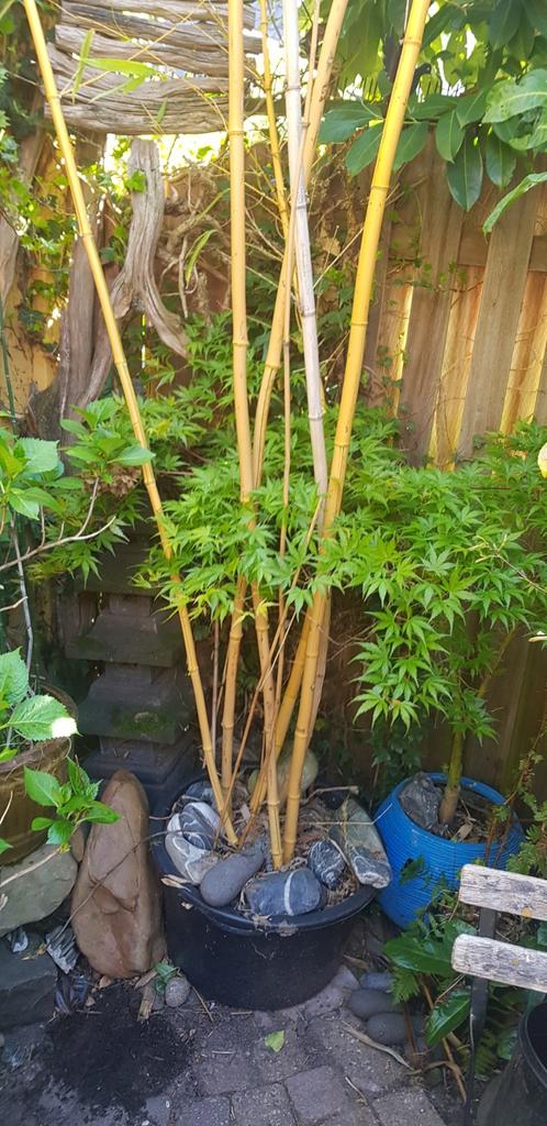 Bamboe in pot, Tuin en Terras, Ophalen, In pot, Lente