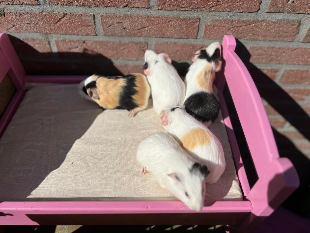 Jonge cavia’s, Dieren en Toebehoren, Meerdere dieren, Tam, Maart, Cavia