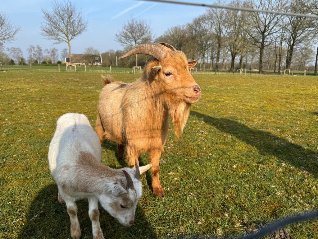 Dwergbok, Dwerggeit bok, Mannelijk, Geit