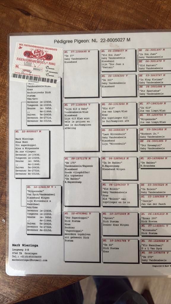 Postduiven koppel, Dieren en Toebehoren, Meerdere dieren, Postduif