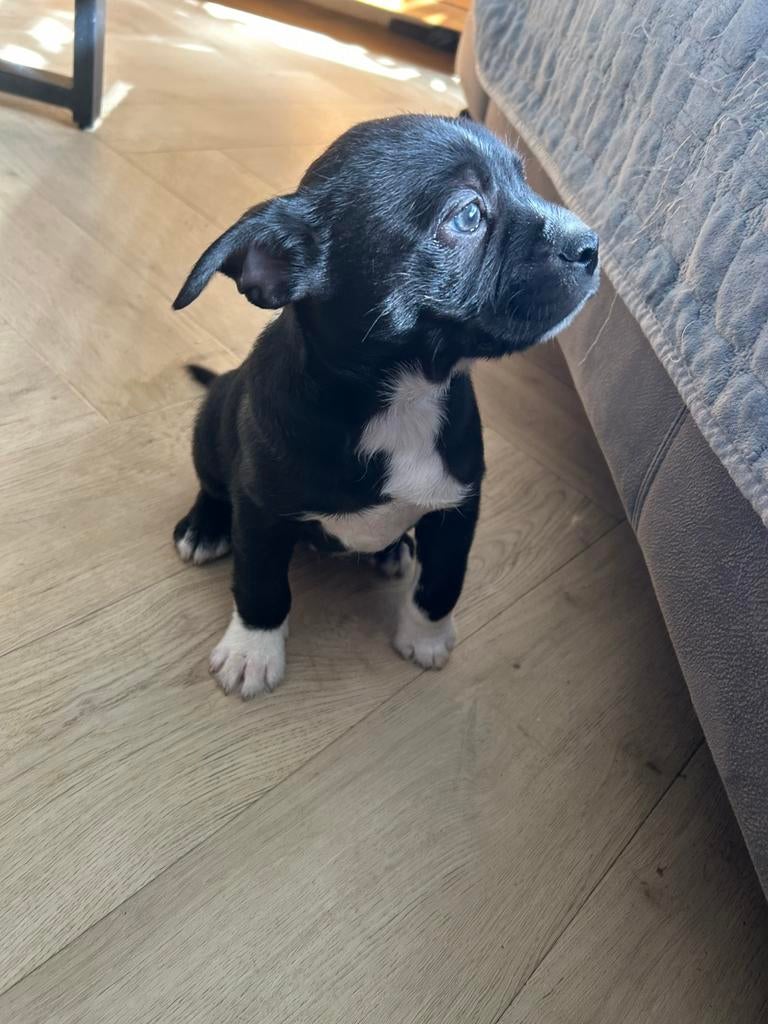 NewEnglish bulldog/toypoedel x chihuahua pups nu 8 weken oud, Parvo, 8 tot 15 weken, Meerdere, Nederland