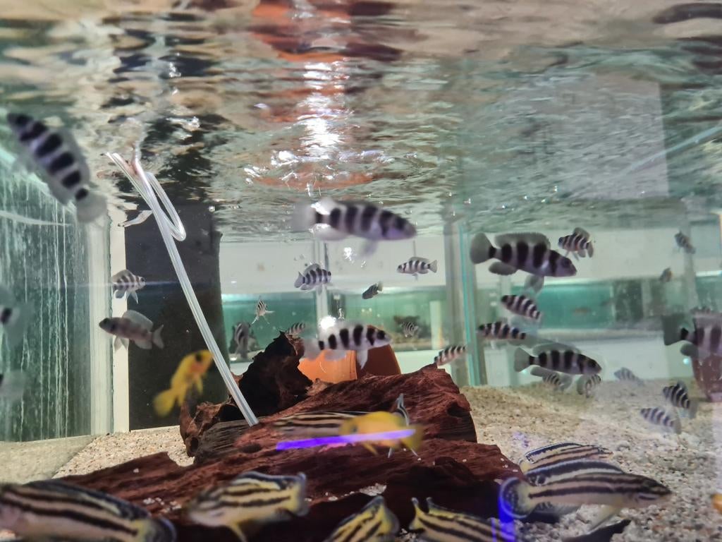 Neolamprologus Tretocephalus Tanganyika Cichliden, Dieren en Toebehoren, Vis, Zoetwatervis