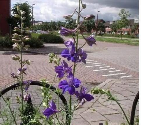 Zaden van 1-jarige RIDDERSPOOR, Ophalen, Gehele jaar, Volle zon, Zaad