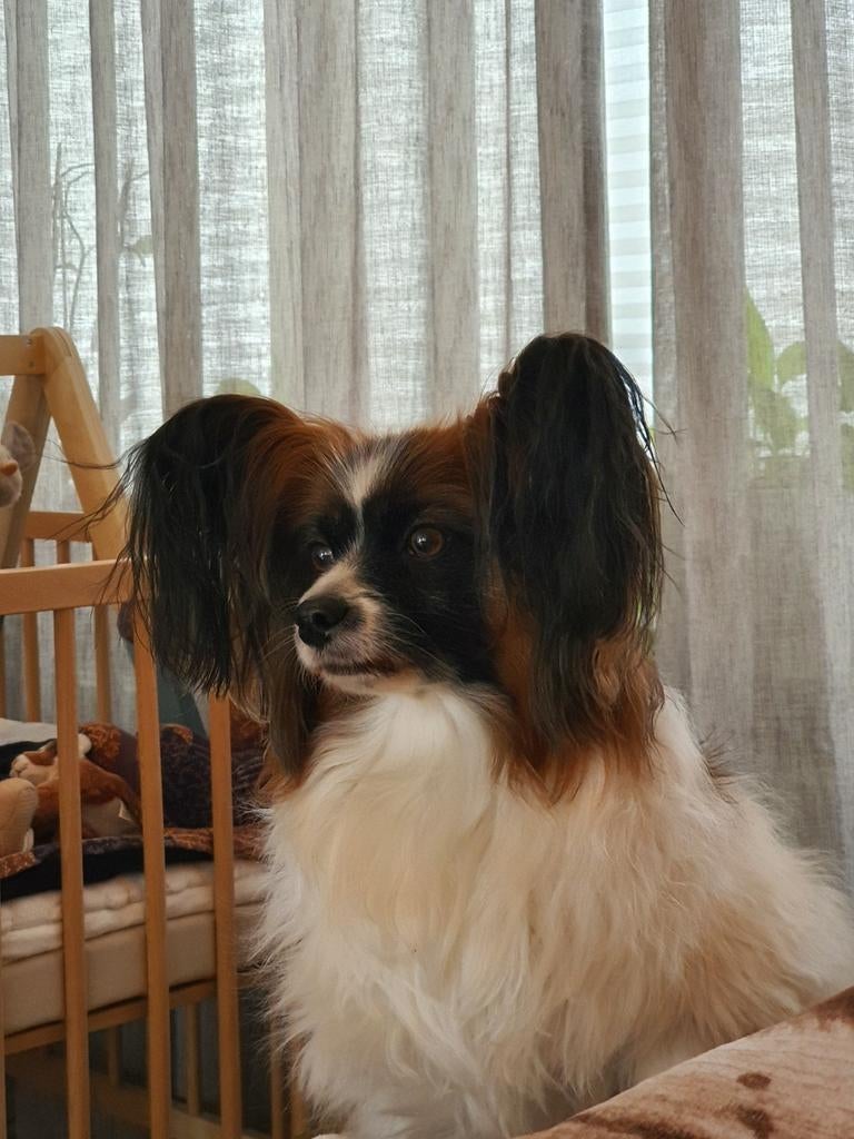 Hondenoppas gezocht, Dieren en Toebehoren