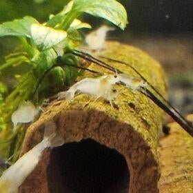 White pearl | neocaridina, Kreeft, Krab of Garnaal, Zoetwatervis, Schoolvis