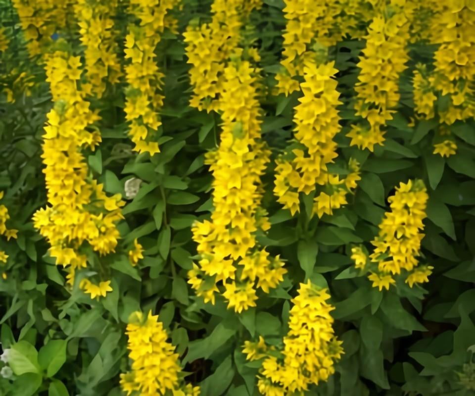 Gele wederik, Tuin en Terras, Planten | Tuinplanten, Volle zon, Vaste plant, Zomer, Ophalen