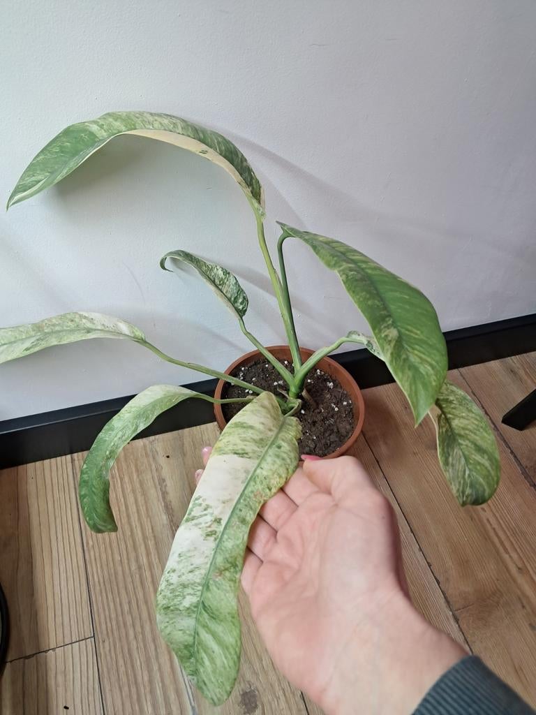 Epipremnum giganteum variegata, Ophalen of Verzenden, Halfschaduw, Minder dan 100 cm