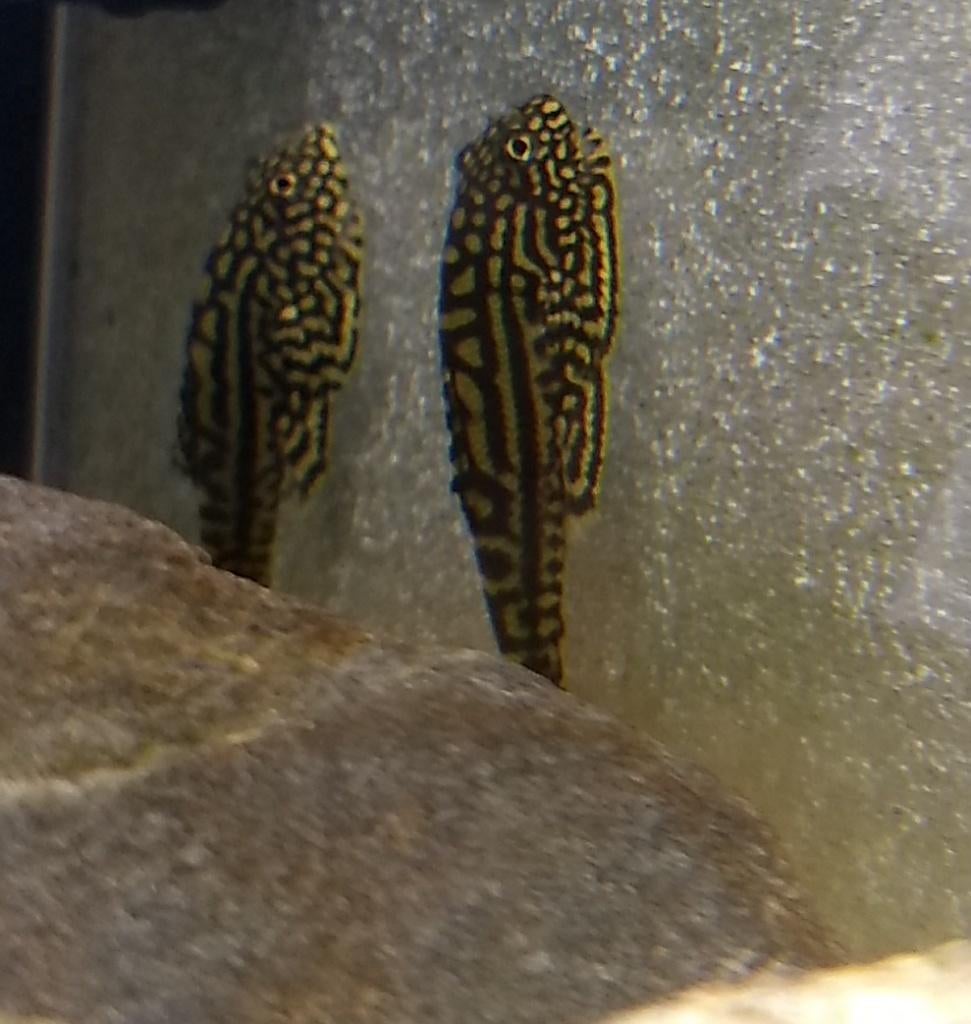 Sewellia Lineolata, Vis, Zoetwatervis, Schoolvis