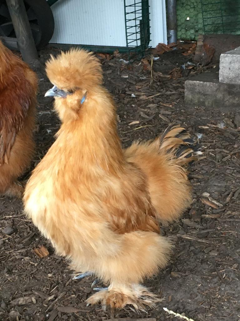 Mooie tamme zijdehoen kriel koppel - hen en haan, Meerdere dieren, Kip