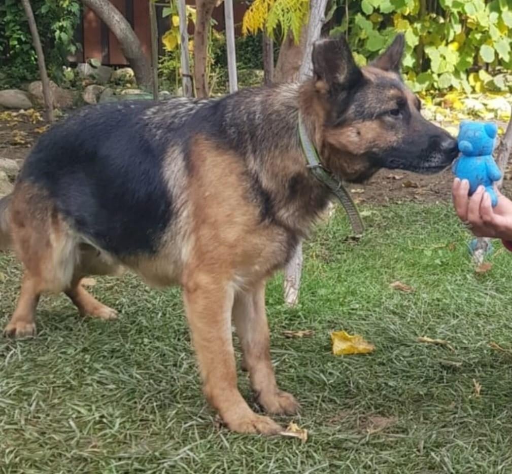 Dora zoekt baasje, Dieren en Toebehoren, Honden | Herdershonden en Veedrijvers, Particulier, Buitenland, Teef, Parvo