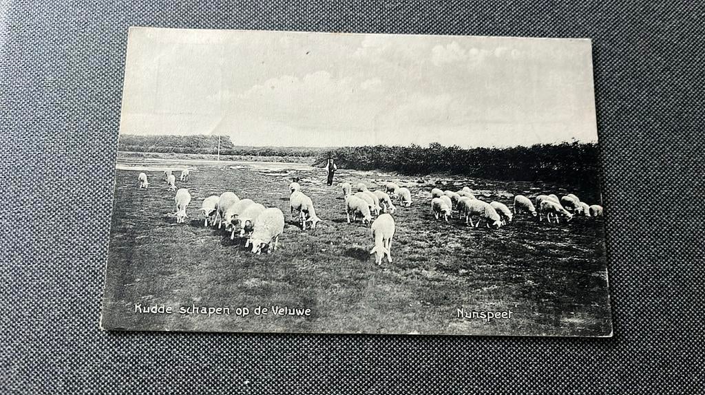 Nunspeet kudde schapen, Ophalen of Verzenden, Voor 1920, Gelopen, Gelderland
