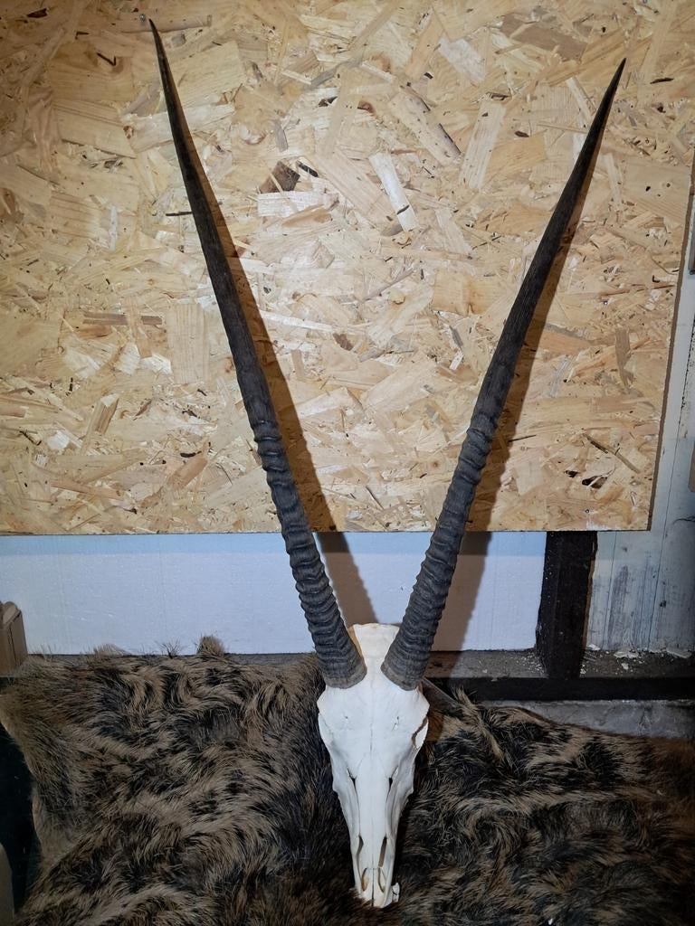 Grote complete schedel met hoorns Spiesbok/Oryx., Verzamelen, Dierenverzamelingen, Zo goed als nieuw, Schedel, Wild dier, Ophalen of Verzenden