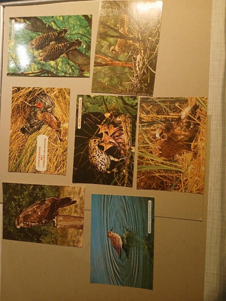 Oude Vogelkaarten - Diverse Soorten, Ophalen of Verzenden