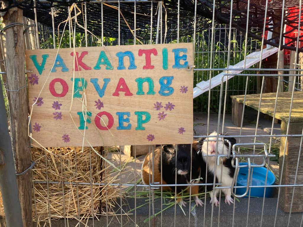 Vakantieopvang en oppas voor konijnen, cavia’s en hamsters!, Ophalen of Verzenden, Nieuw, Verzorging