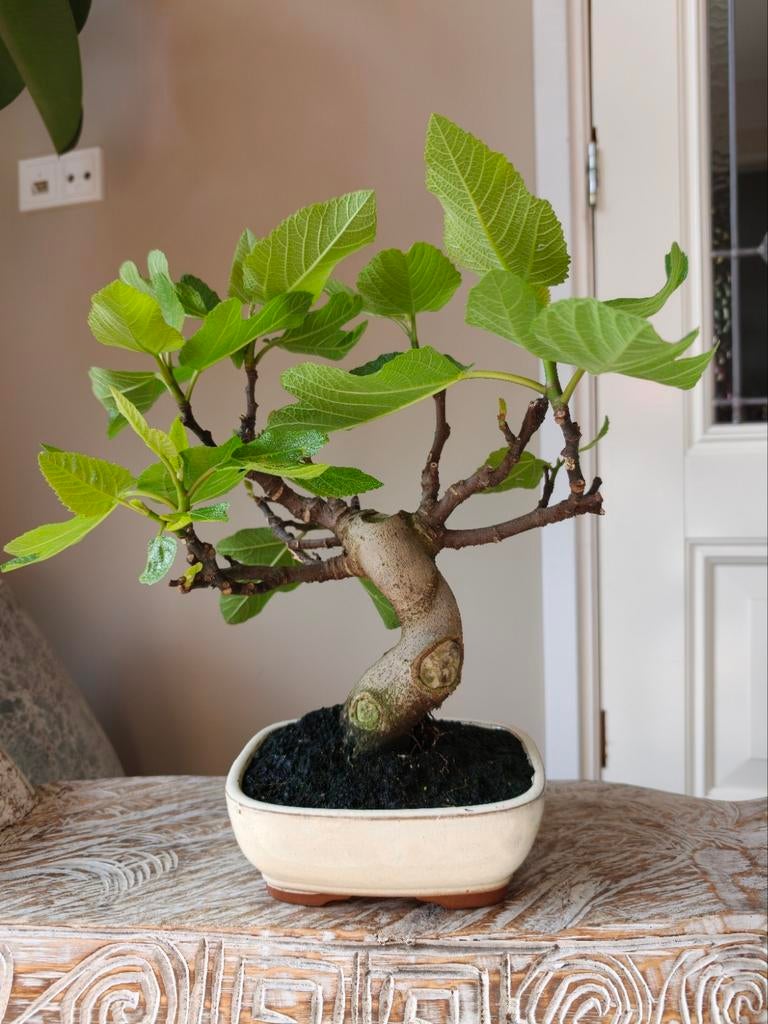 Ficus Carica 'Vijg' bonsai, Bloeit niet, Halfschaduw, Minder dan 100 cm, Overige soorten