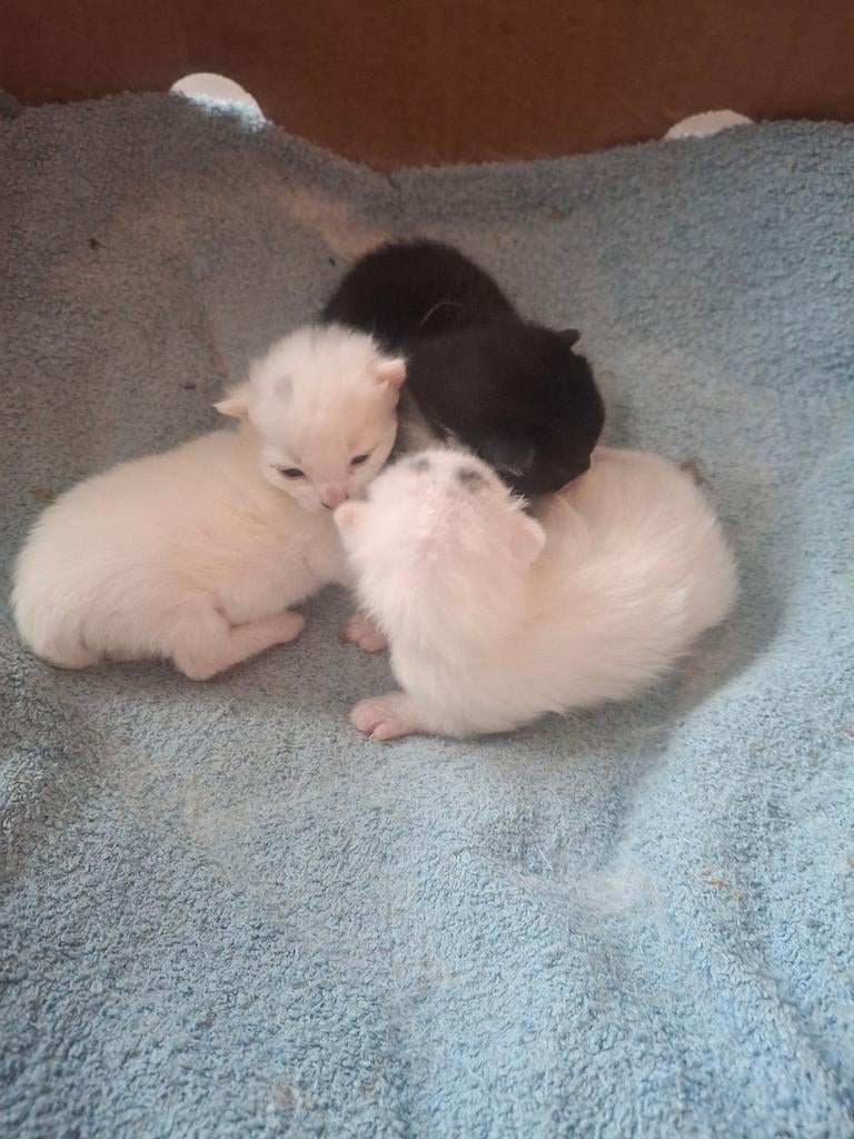 2 netjes jonge kittens, Meerdere dieren