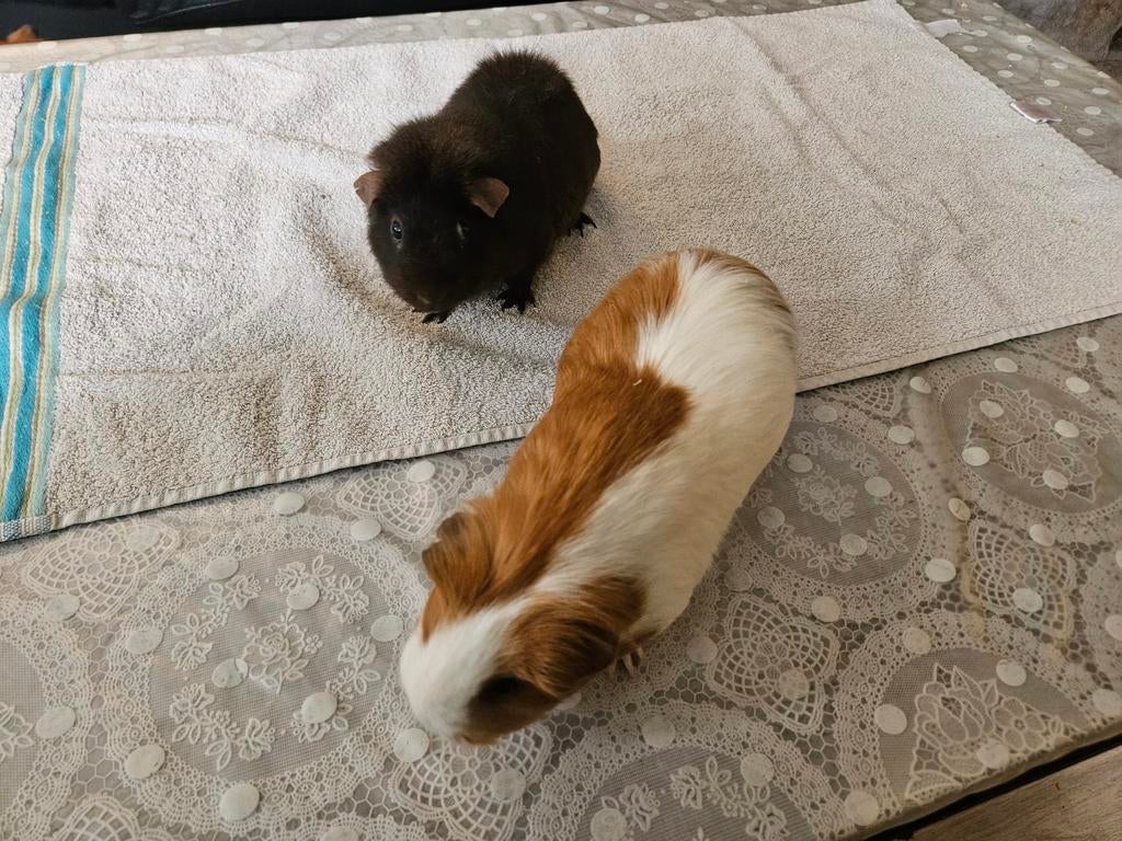 Te koop: mannetje en vrouwtje  cavia, Cavia, Juni, Meerdere dieren, Tam