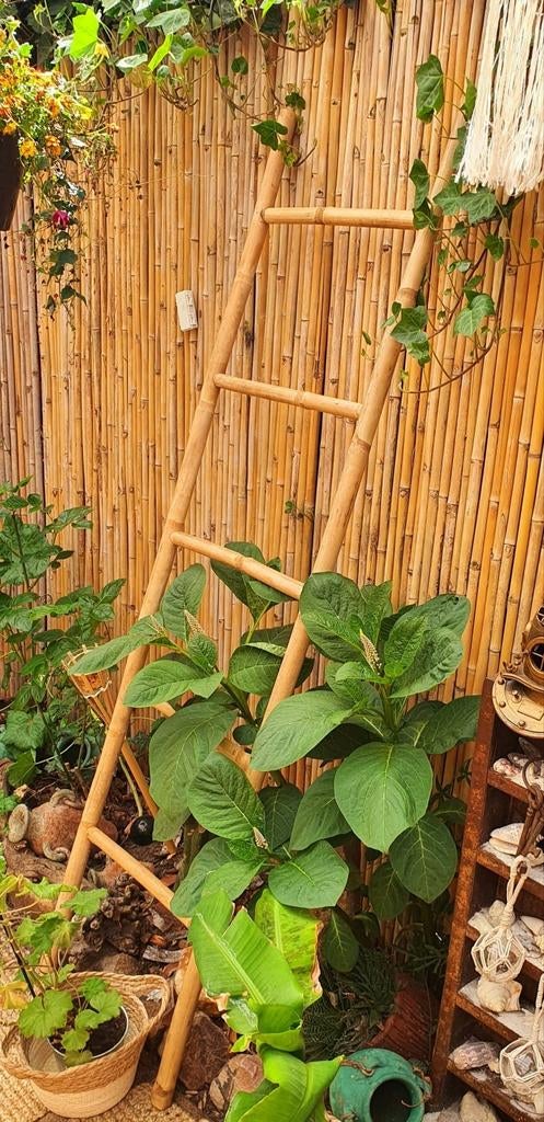 Decoratie ladder trap

van duurzaam riet rotan bamboe, Ophalen, Zo goed als nieuw, Natuurlijk materiaal