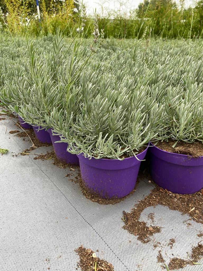 Grote lavendel wit edelweiss in30cmpot €2 pst, Tuin en Terras, Planten | Tuinplanten, Ophalen, Overige soorten, Volle zon