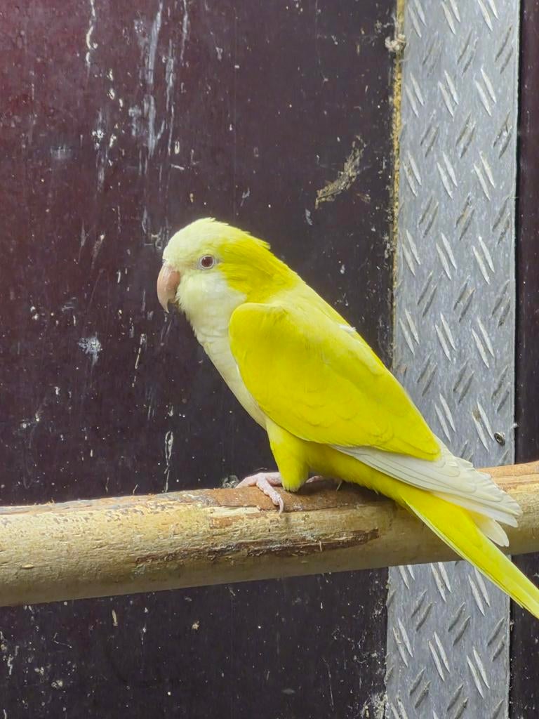 Lutino pop( zwart oog )muisparkiet., Meerdere dieren, Dwergpapegaai of Agapornis, Geringd