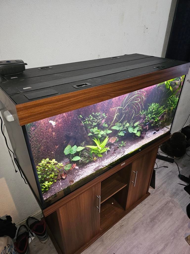 Juwel rio 300 met kast, Dieren en Toebehoren, Vissen | Aquaria en Toebehoren, Zo goed als nieuw, Gevuld zoetwateraquarium, Ophalen of Verzenden