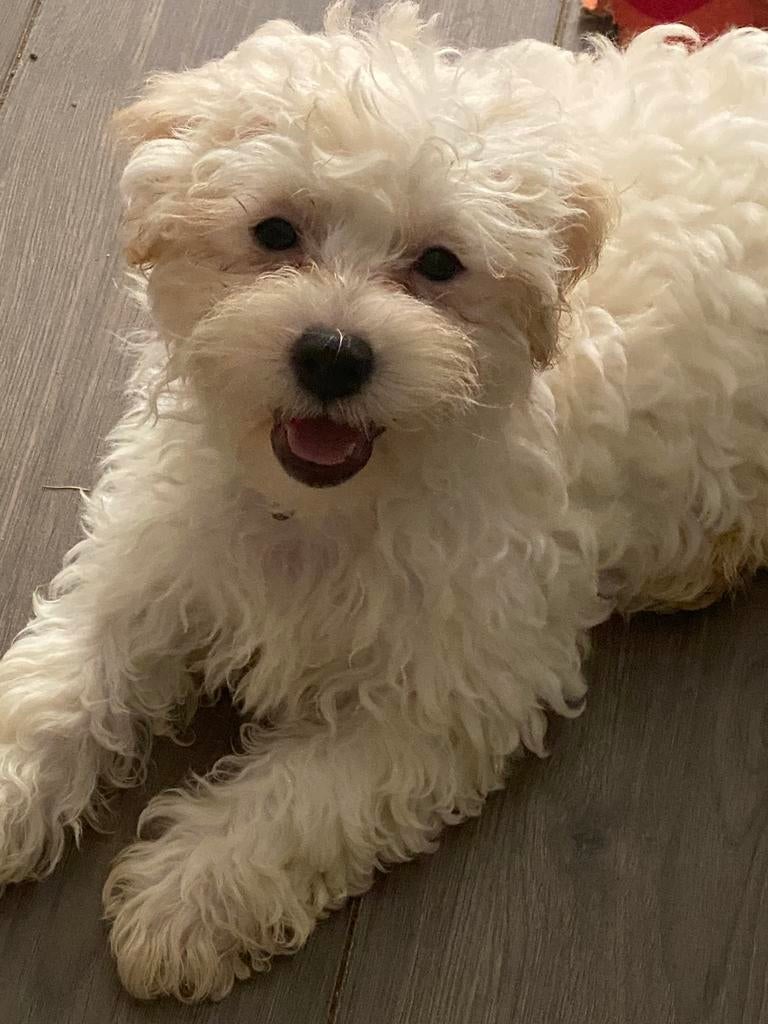 Maltipoo pups, Parvo, Overige rassen, 8 tot 15 weken, Meerdere