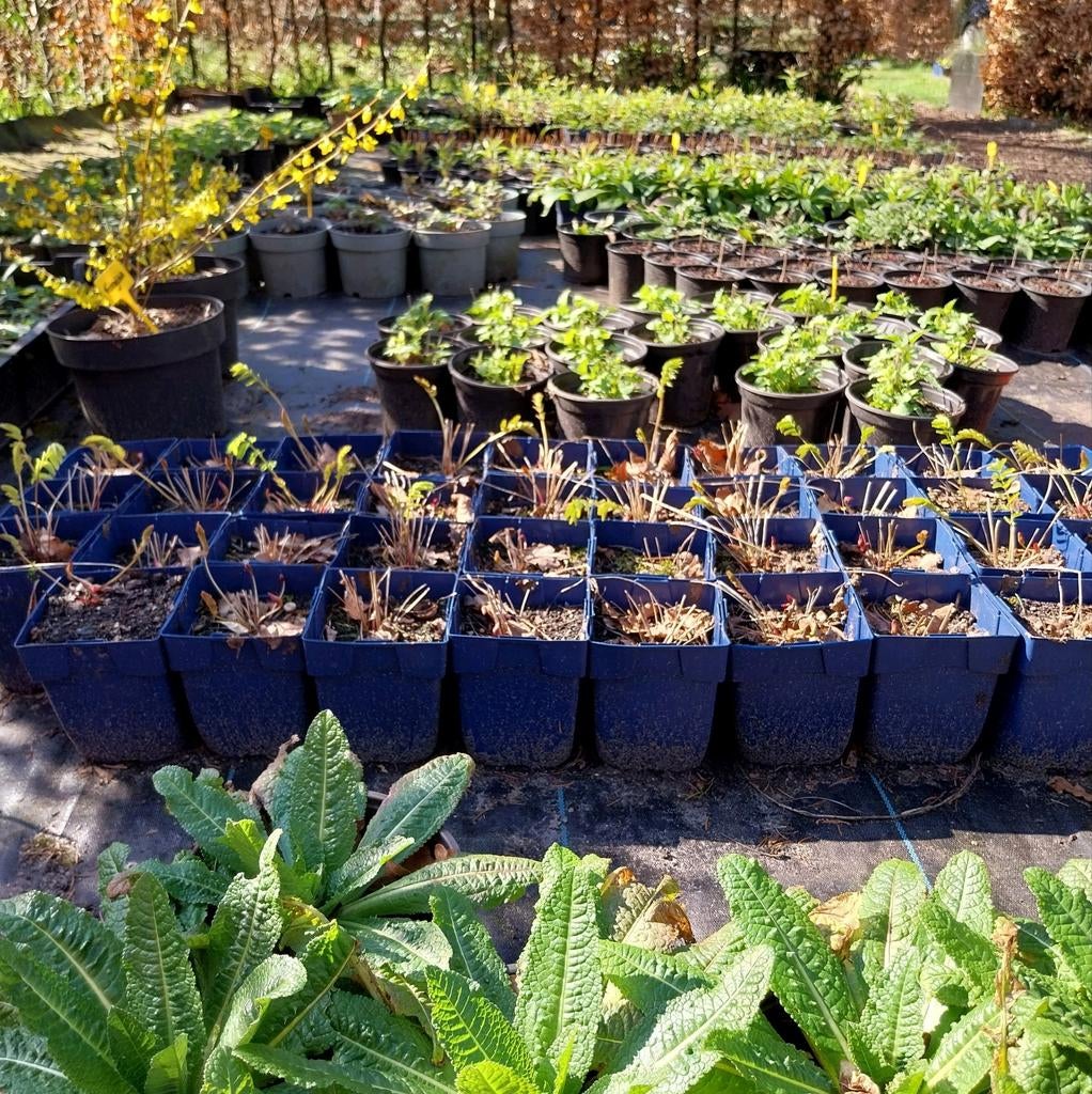 de Zonnehoed • duurzaam gekweekte tuinplanten, Tuin en Terras, Planten | Tuinplanten, Ophalen, Vaste plant, Overige soorten