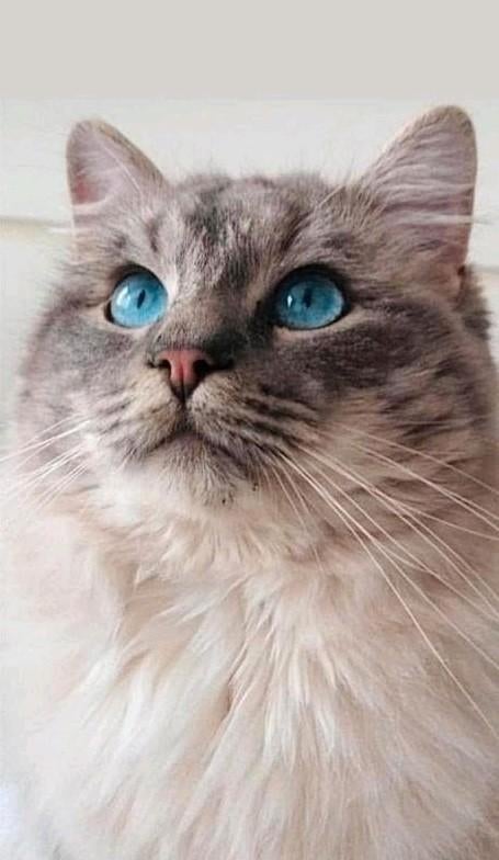 Ragdoll Dekkater met dekkingsgarantie, Dieren en Toebehoren, 3 tot 5 jaar